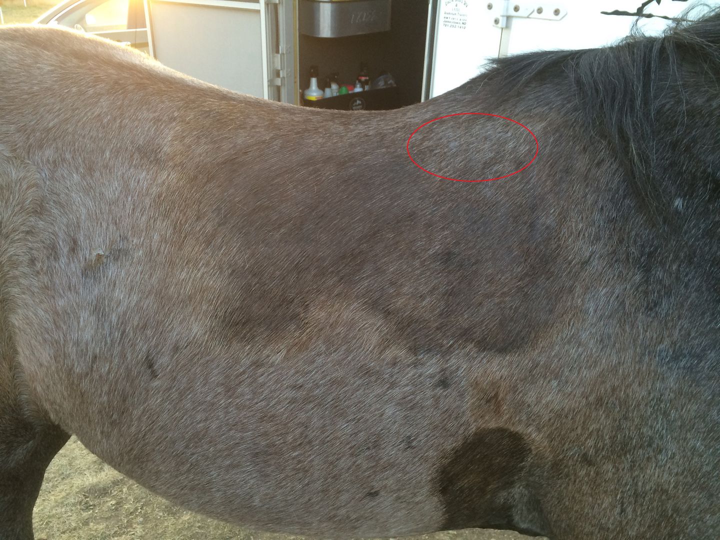 Viewing a thread SADDLE FIT Should I shim? Or use a BioFit pad?